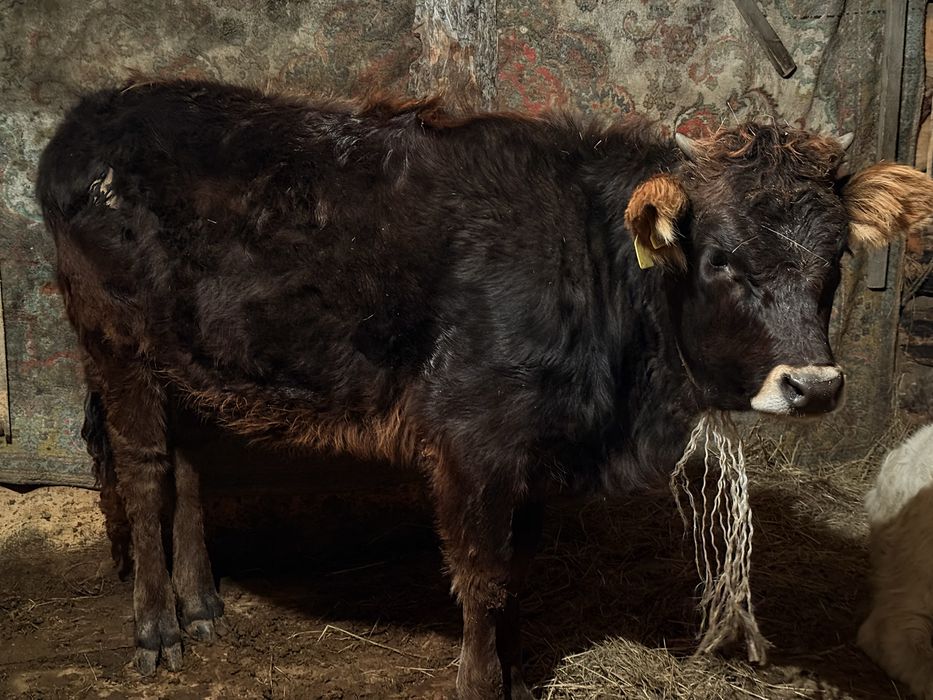 Продам срочно телку симменталка подсосный