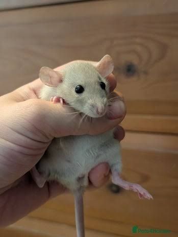 Sobolani dumbo de companie