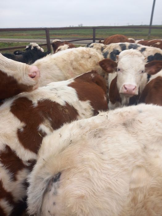 Videi de vânzare 30 masculi și 7 femele