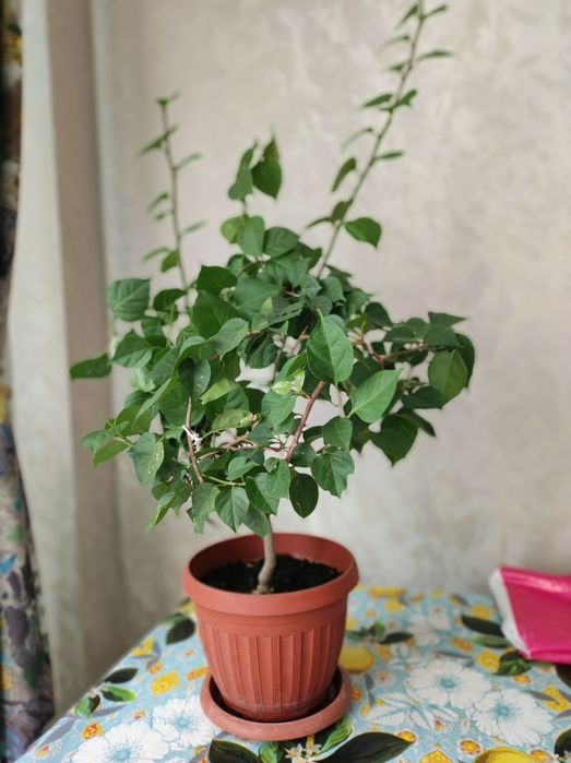 Бугенвилия неприхотливая