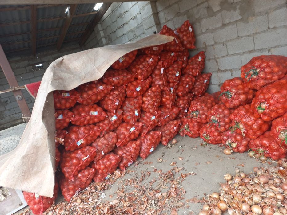 Продаётся лук сорт манас