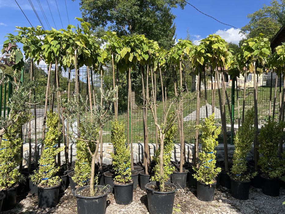 Plante ornamentale de orice specie