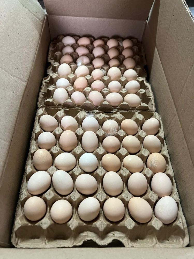 Инкубационные яйц бройлер росс-308 молодка