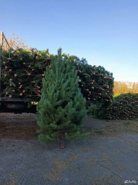 Новогодняя ёлка, сосна