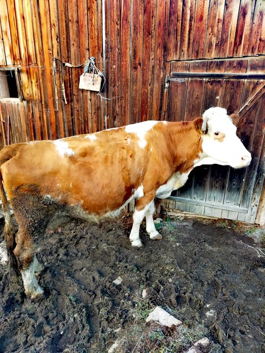 ~~Vacă Bălțată De Vânzare~~