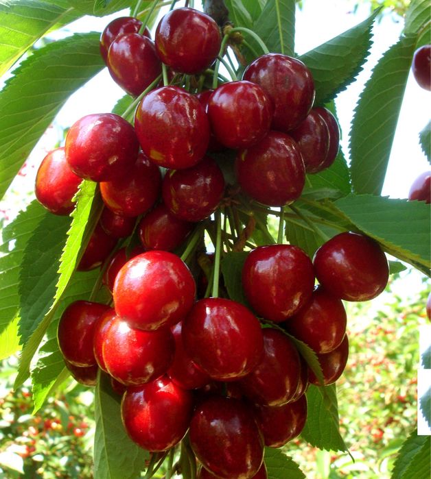 Cires altoit pe gisela 6