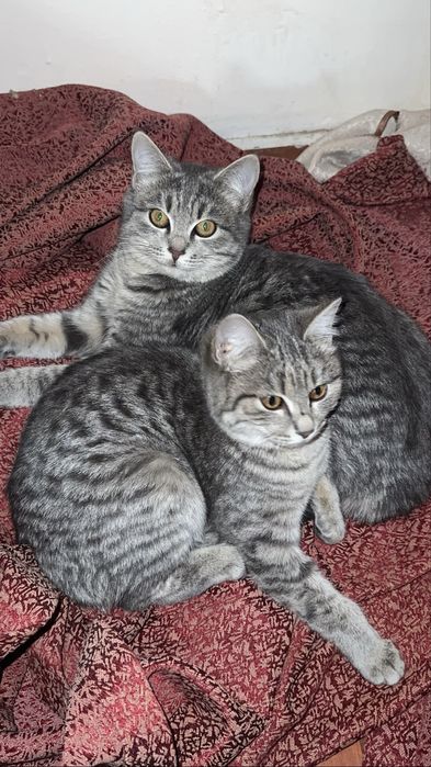 Котяты 3месяц девочки