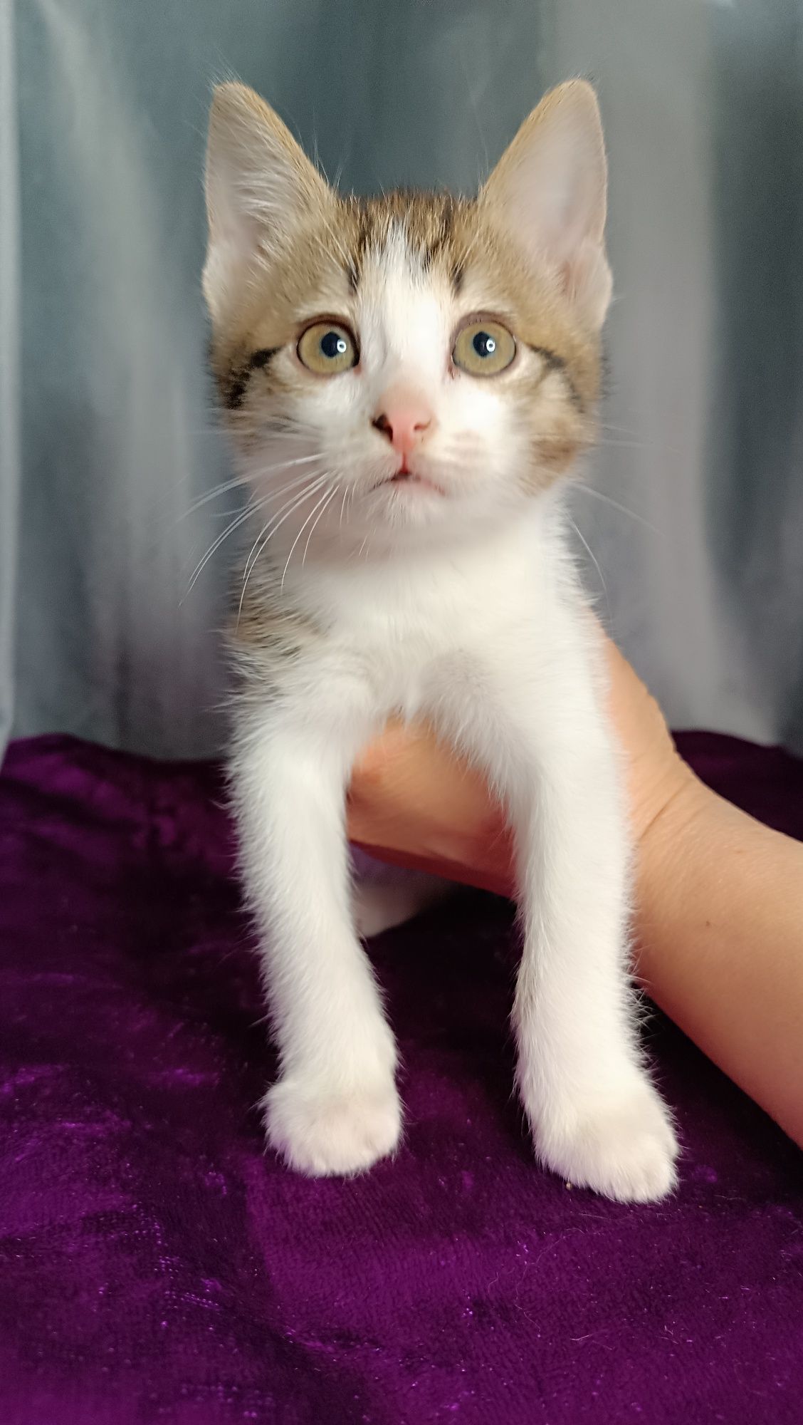 Котенок  девочка в добрые руки