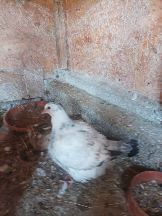 Porumbei mondaini francezi