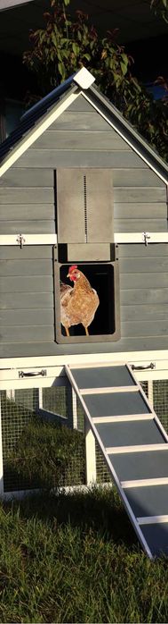 Автоматична алуминиева врата за кокошарник DOO-2 #379