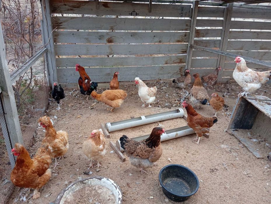 Куры домашние,15+1 петух,несутся,чистые