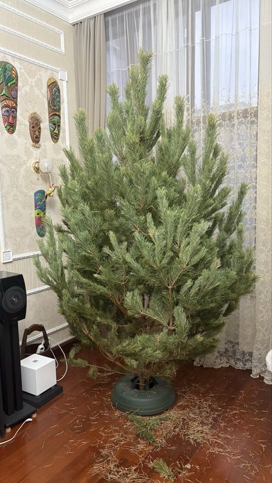 Елки новогодние  живые