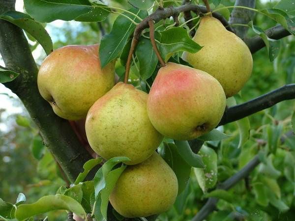 Pomi Fructiferi Columnari (Par )