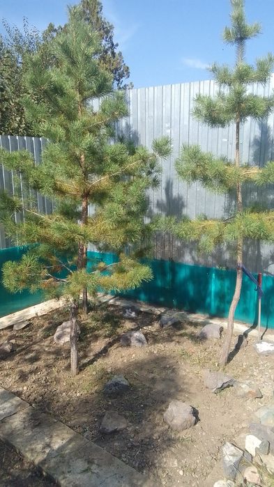 Продаю горные сосны