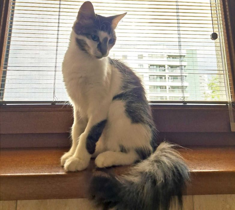 Adoptie pisica metis Norvegian de Padure femela 6 luni