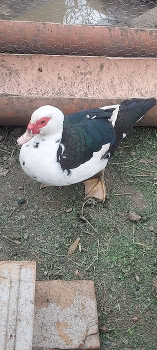 Vând găini Wyandotte și sussex