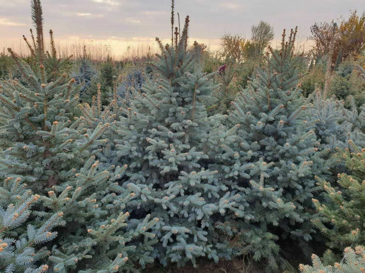 Голубые ели, Picea pungens glauca Glabosa