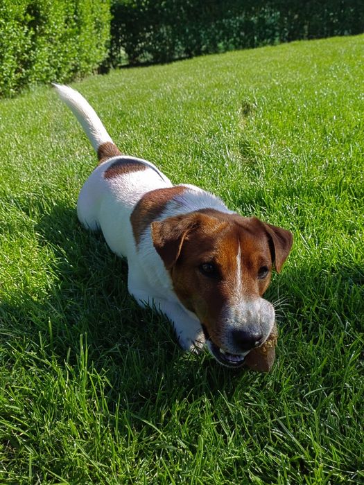 Джак Ръсел Териер