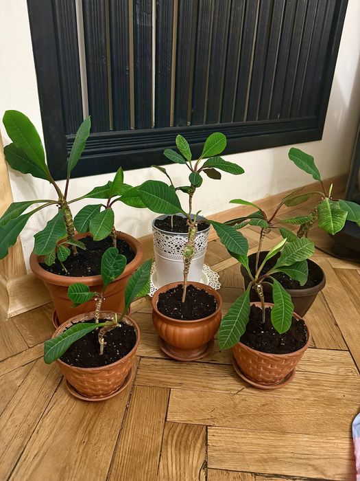 Молочай беложилковый. Комнатные растения.