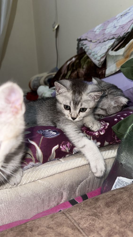 Скотиш страйд (шиншила окрас)