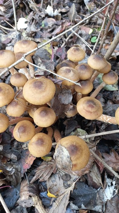 Ghebe  pentru gătit!