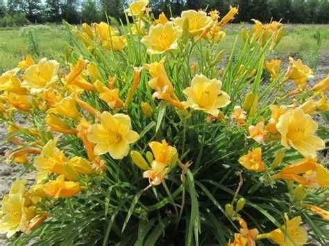 Hemerocallis crin de o zi Hosta crin de toamna