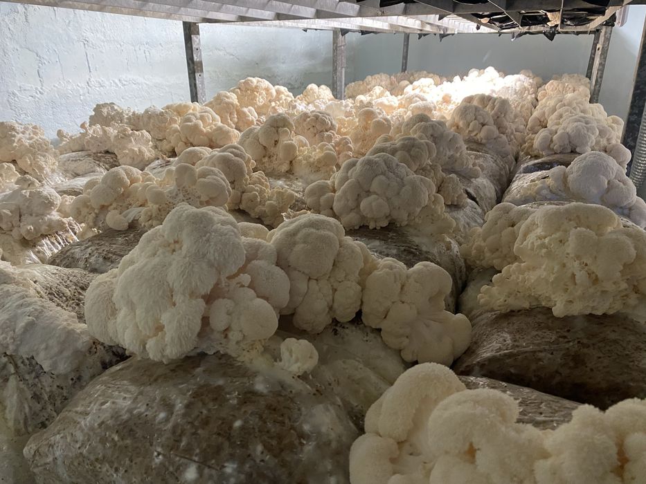 Concentrat din ciuperca Coama leului (Hericium erinaceus)