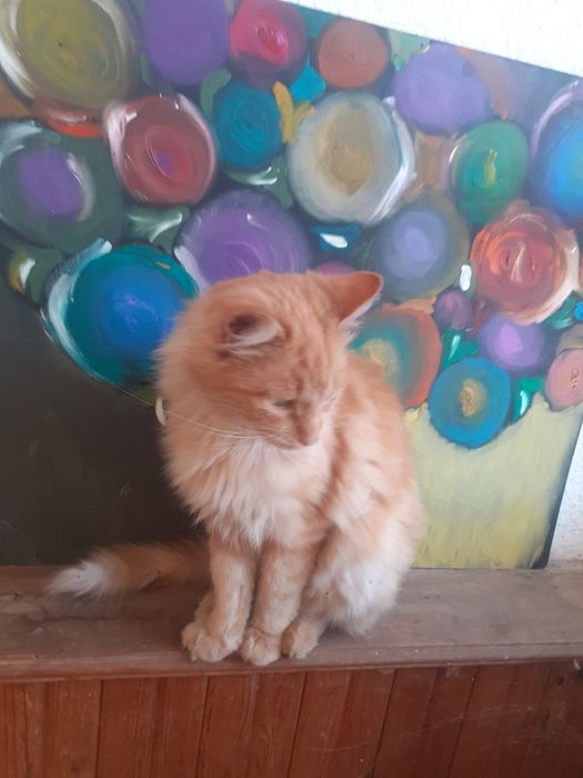 Рижава женска котка