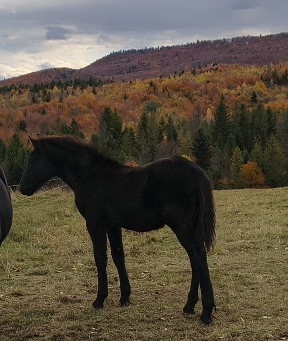 Manz armasar Frizian