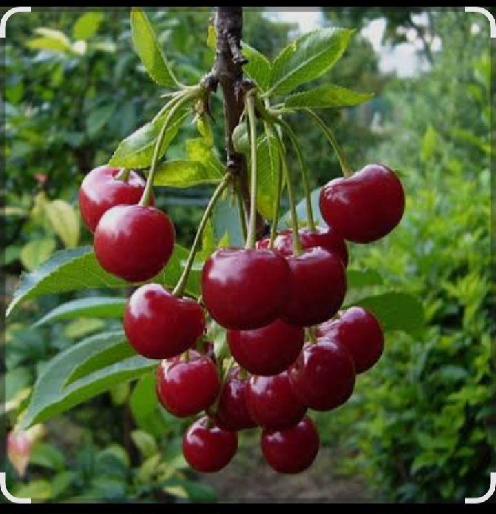 Продам вишню садовый