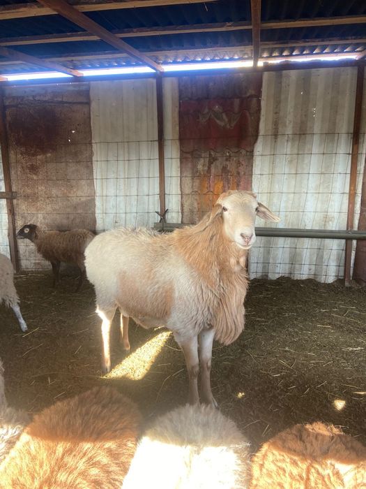 Продам барана. Большой,породистый. Все вопросы по телефону.