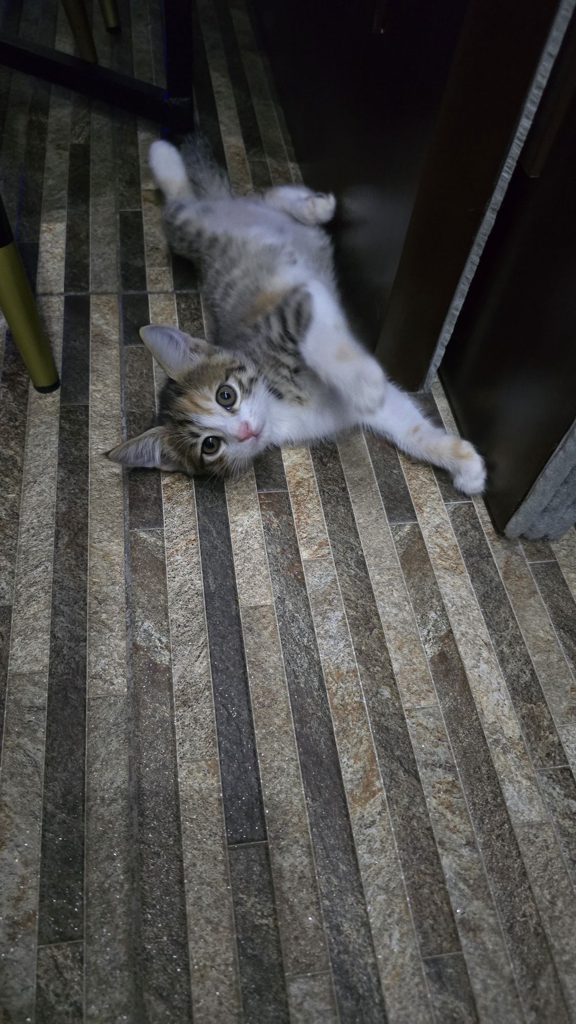 Отдам котёнка в добрые руки!