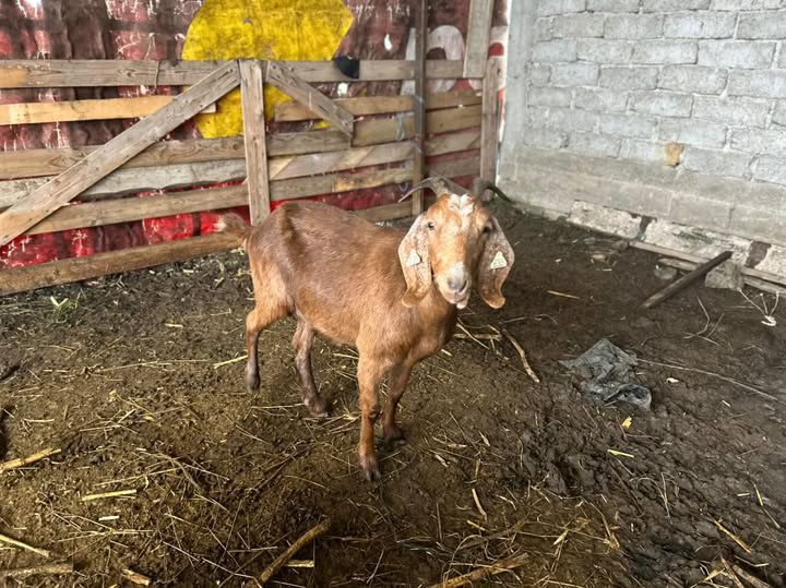 De vanzare o capra si un tap