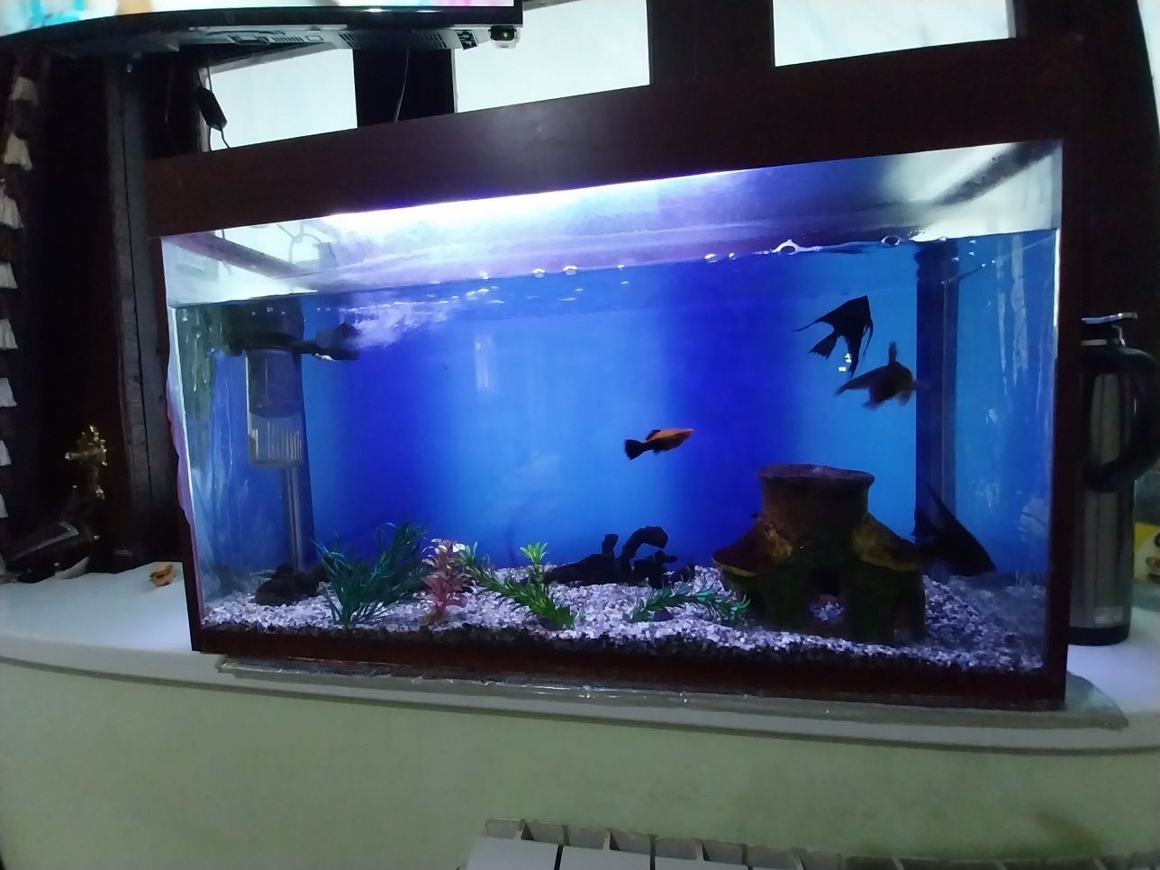 Akvarium 100 litr.