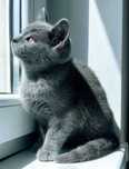 Motănel British Shorthair