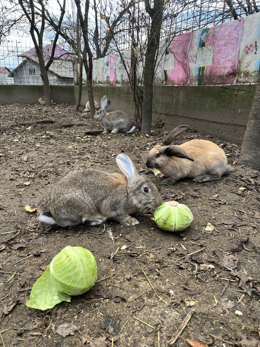 Iepuri Urias german berbec german