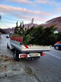 Plante naturale ornamentale