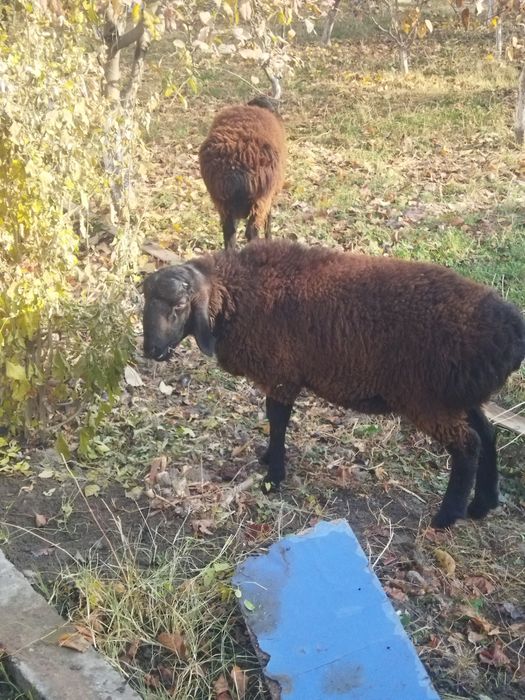 Бокишга вохани кучкори сотилади.