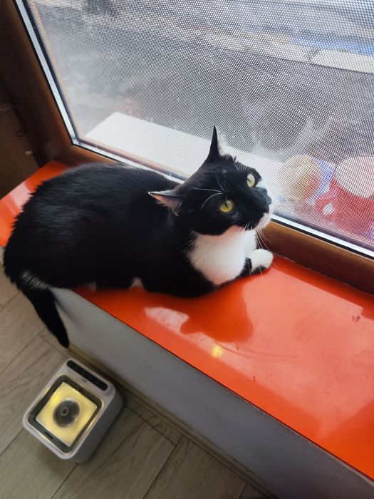 Pisica si motanel, frati, își cauta stapani iubitori