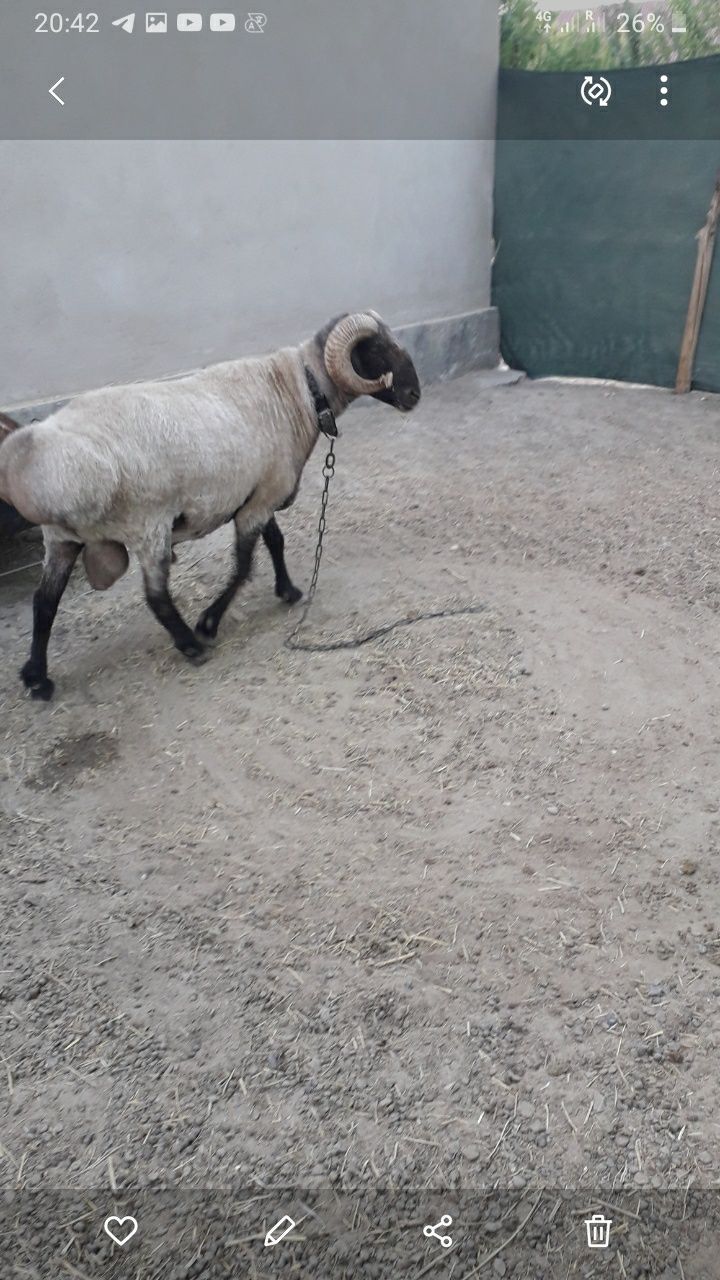 4 yoshar zottor qõchqor sotiladi