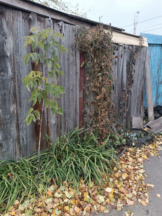 Продам саженец клёна.