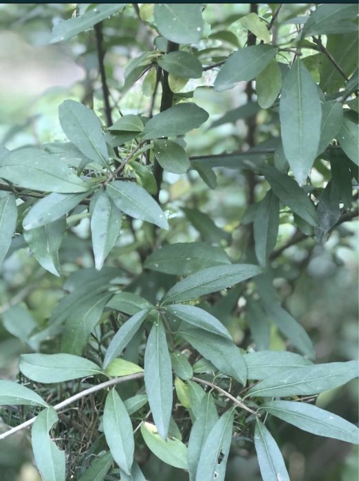 Gard Viu , Lemn Cainesc , Carpen