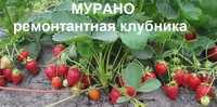 Продам клубнику Мурано