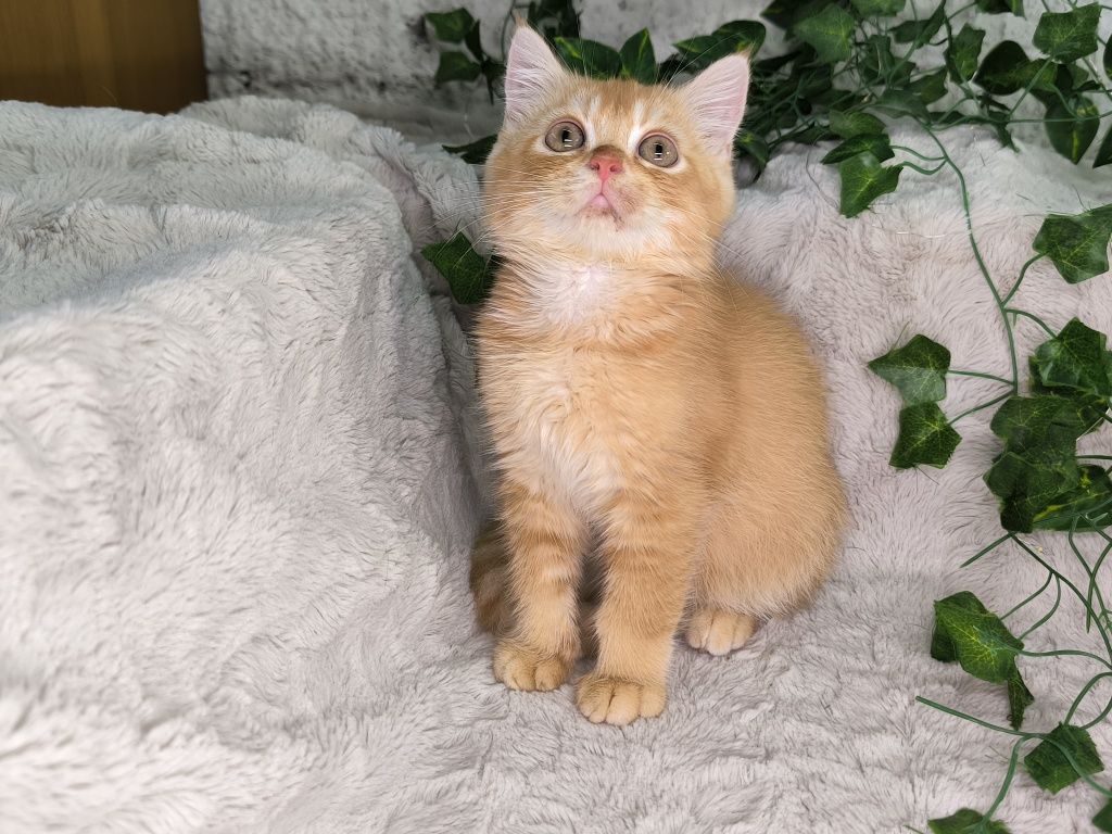 Vand baietel British shorthair orange