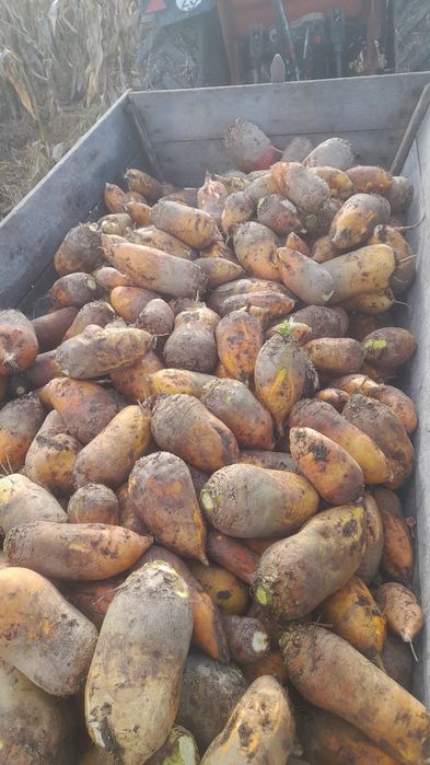 Vand sfeclă furajeră