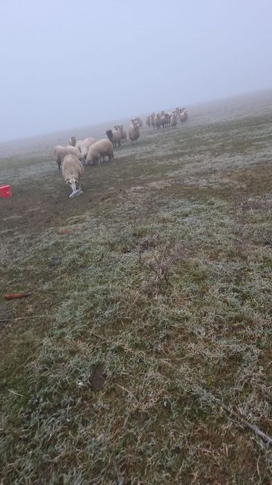 Oii Miei Berbeci de vînzare