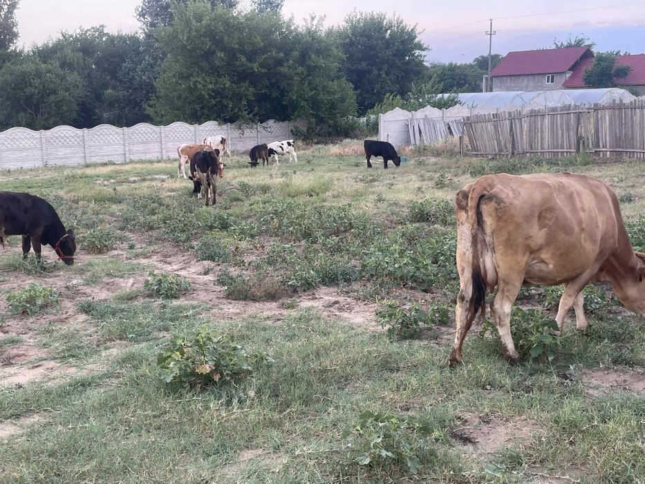Vând vaci și vitei.vaca cu vitel coasta 2000e