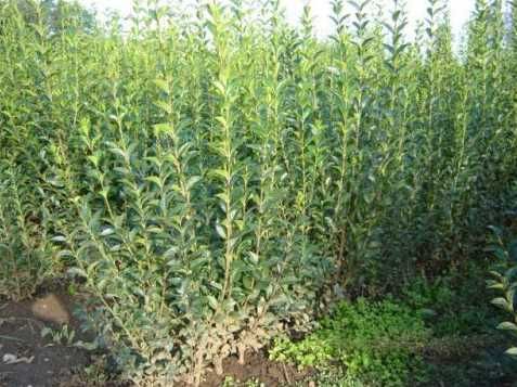 Ligustrum Lemn Cainesc ulm de turkestan , Pentru gardurii vii