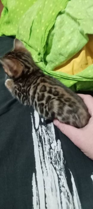 Бенгальские чистокровные котята.