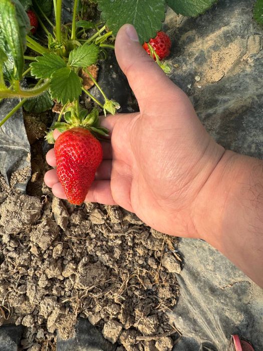 QULUPNAY KO‘CHATLARI — O‘zingni bog‘ingda bahor keltir!